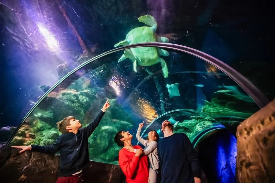 Advance Ticket: SEA LIFE London Aquarium – Entry Ticket - Image 9