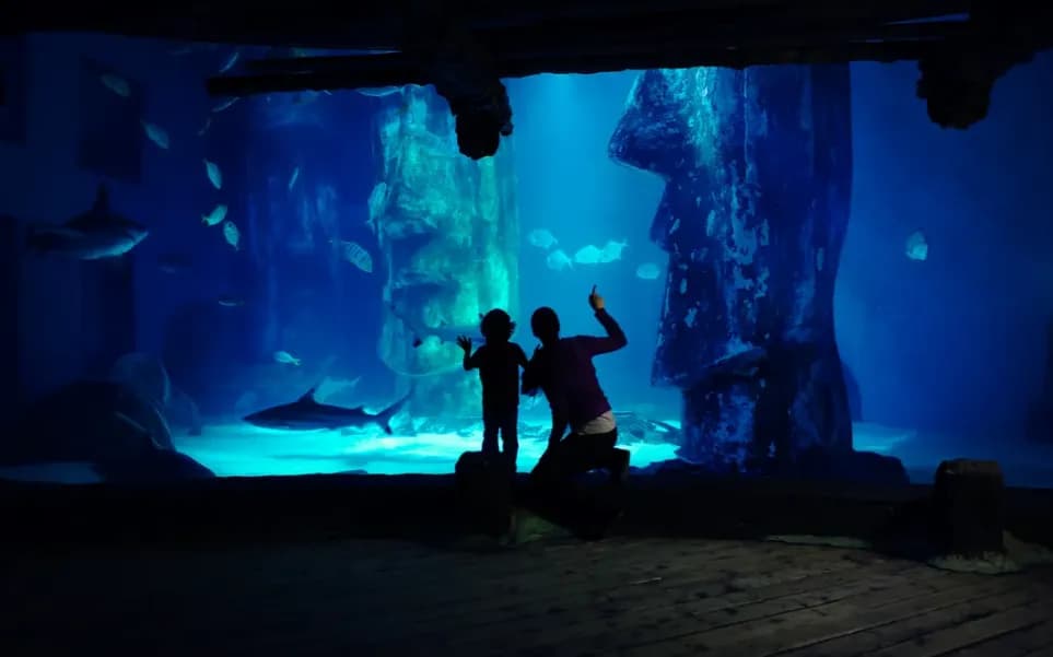 Advance Ticket: SEA LIFE London Aquarium – Entry Ticket - Image 10